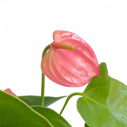 Pot Anthurium Mix - Pink