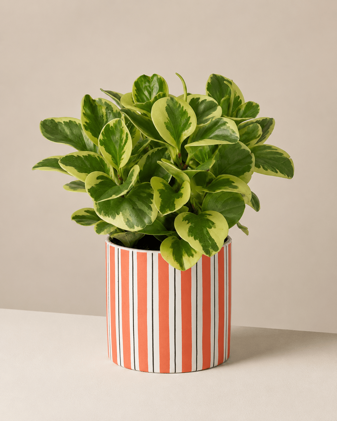 Peperomia Arrangement - Orange Ceramic Pot
