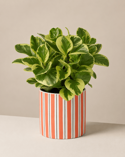 Peperomia Arrangement - Orange Ceramic Pot