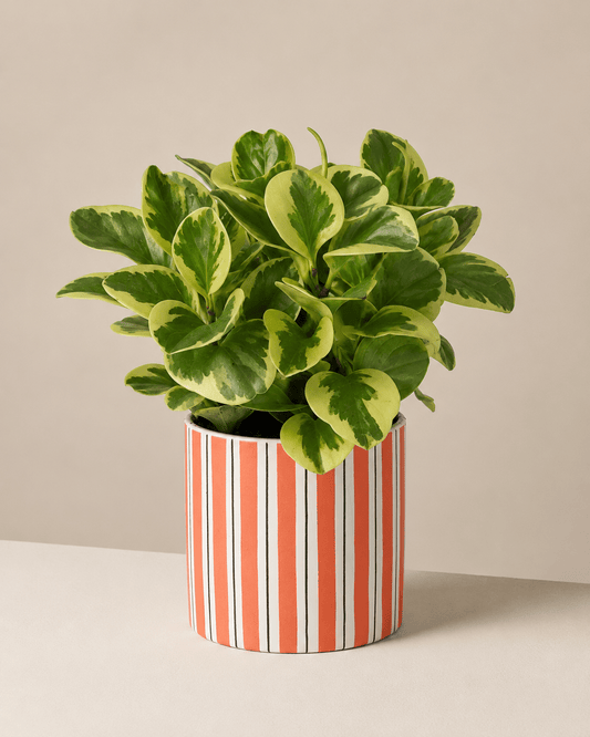 Peperomia Arrangement - Orange Ceramic Pot