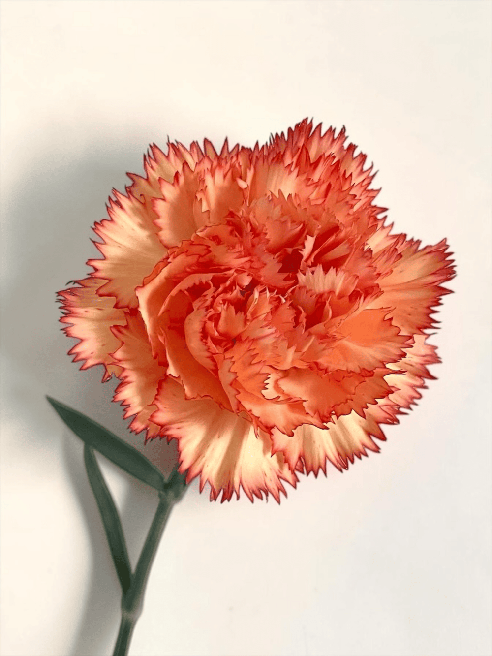 Mother's Day Carnation - 2 Tone Yellow Red (18-20 Stems)