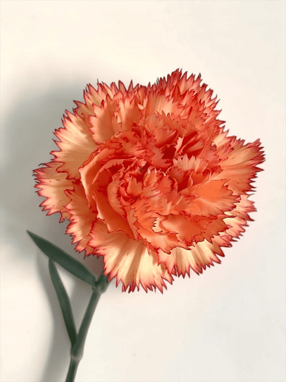 Mother's Day Carnation - 2 Tone Yellow Red (18-20 Stems)