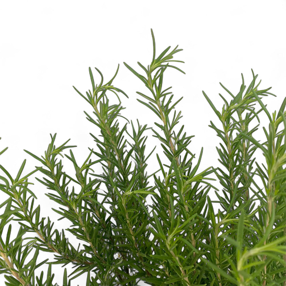 Pot Rosemary