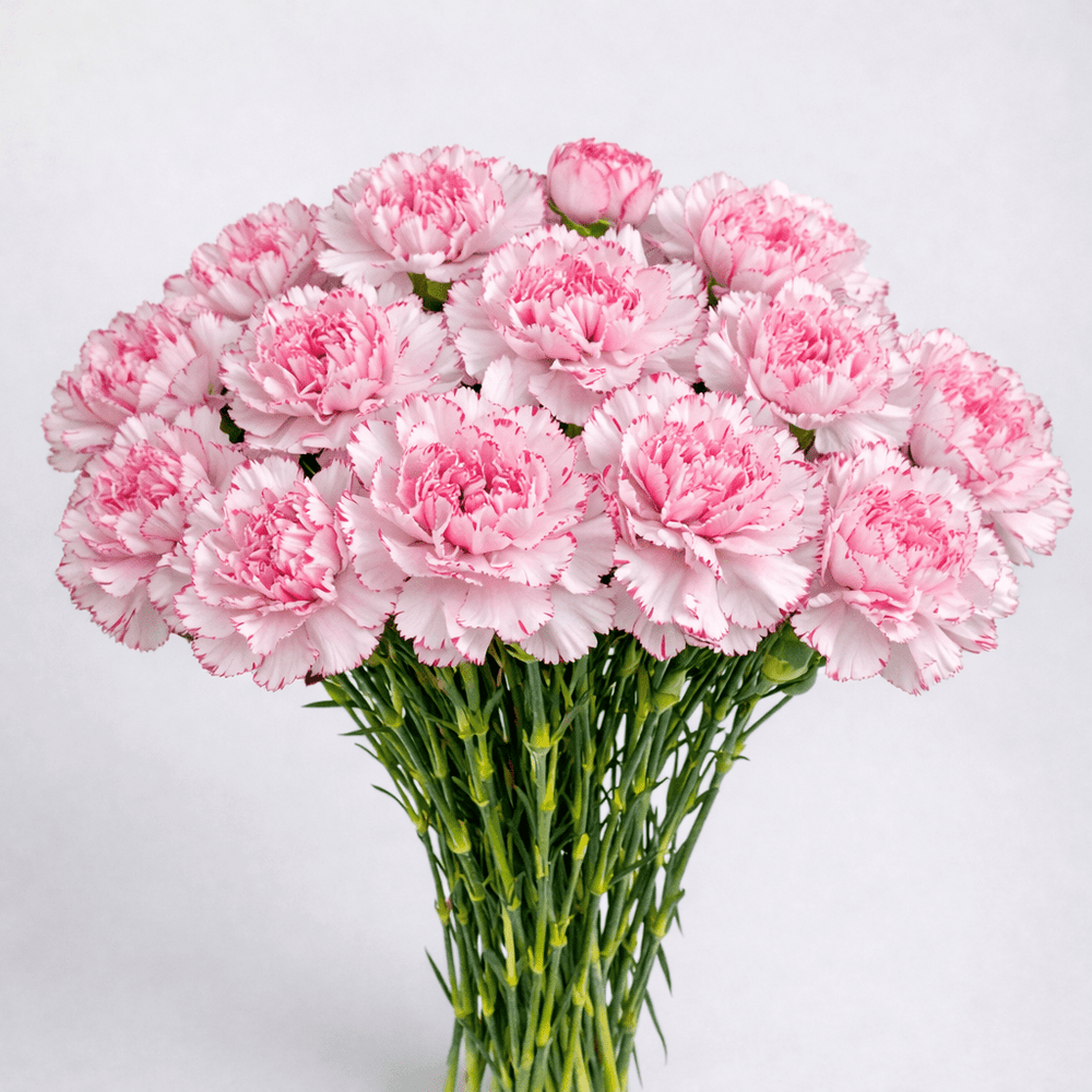 Mother's Day Carnation - 2 Tone Pink (18-20 Stems)