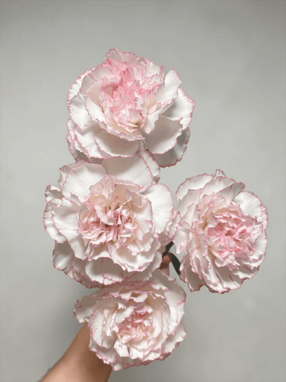 Mother's Day Carnation - 2 Tone Pink White (18-20 Stems)