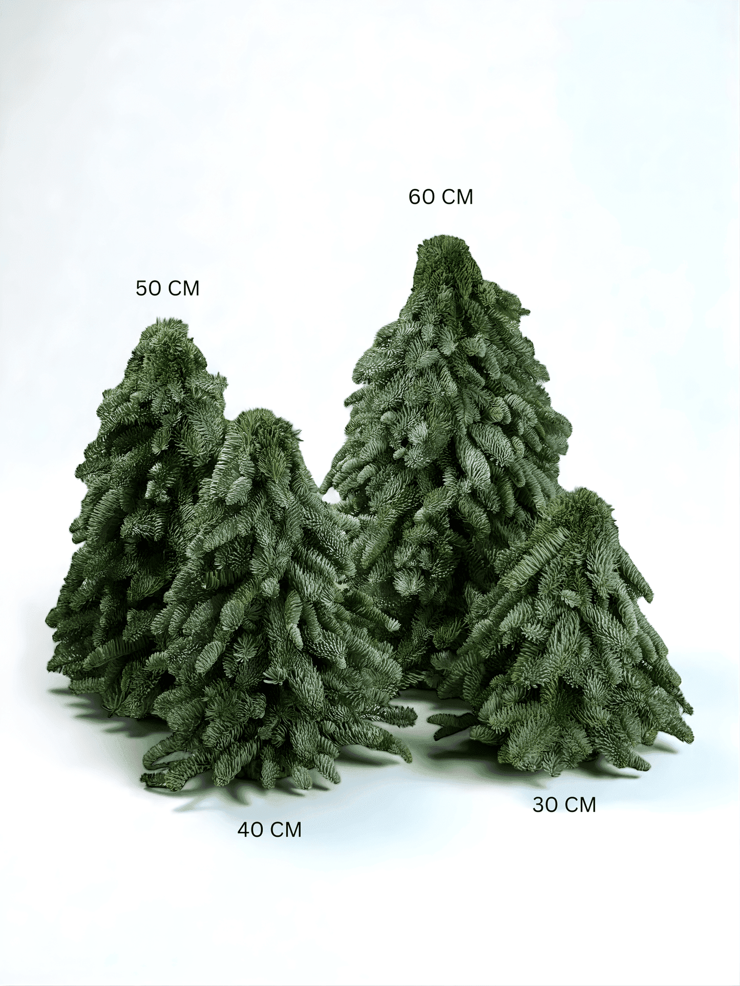 Mini Christmas Tree - Nobilis Fir (30cm)