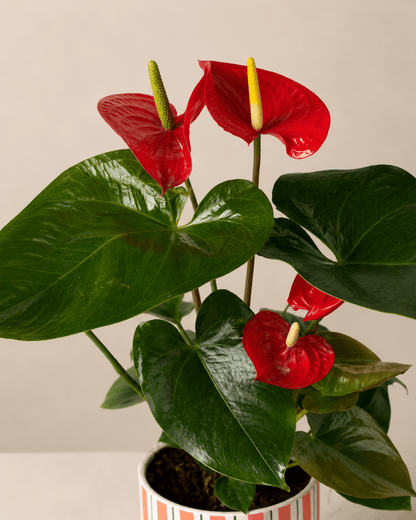 Red Anthurium Arrangement - Orange Ceramic Pot