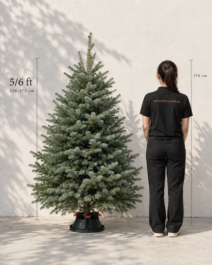 Real Christmas Tree (5/6 Ft. / 150 - 175 cm) - Premium Grade Noble Fir