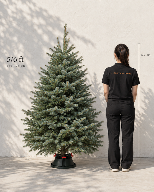 Real Christmas Tree (5/6 Ft. / 150 - 175 cm) - Premium Grade Noble Fir
