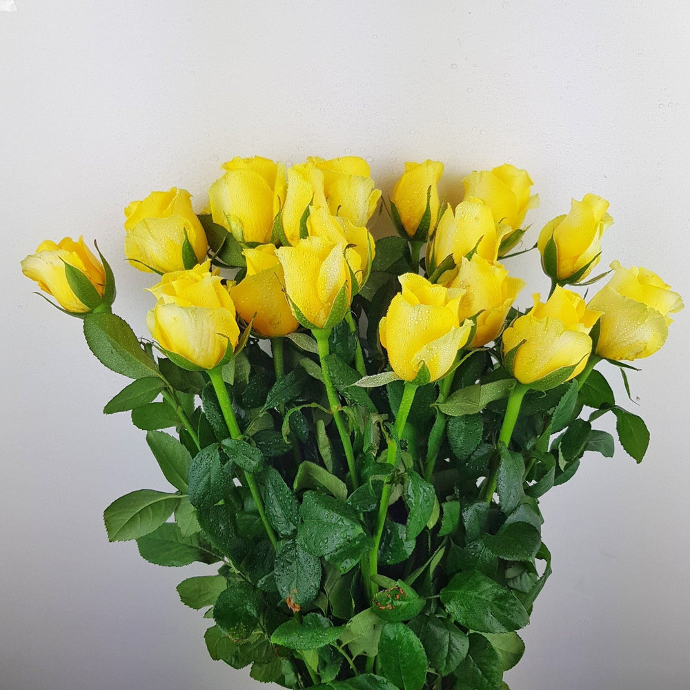 [Full Bloom] Rose - Yellow (10 Stems)
