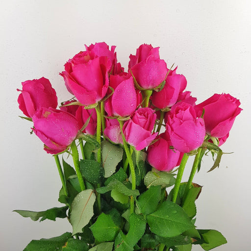 [Full Bloom] Rose - Shocking Pink (10 Stems)