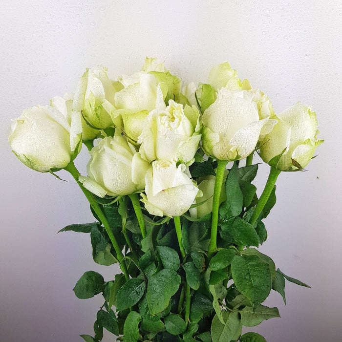 Rose (Imported) - Proud White [10 Stems]