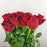 Rose (Imported) Plateau Red [10 Stems]