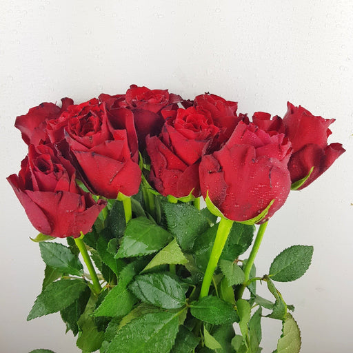 Rose (Imported) Plateau Red [10 Stems]