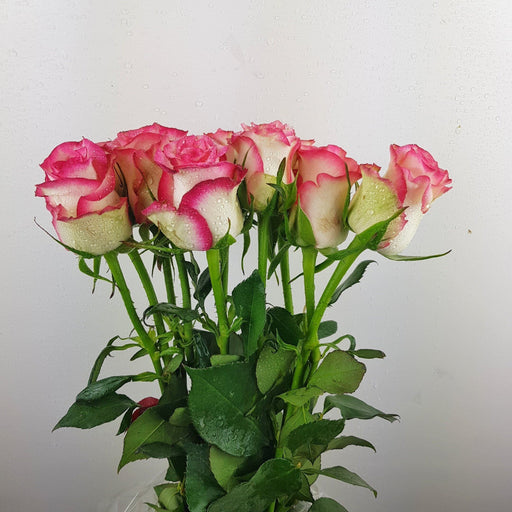 Rose Sovereign 50cm (Imported) - 2 Tone White Pink [10 Stems]