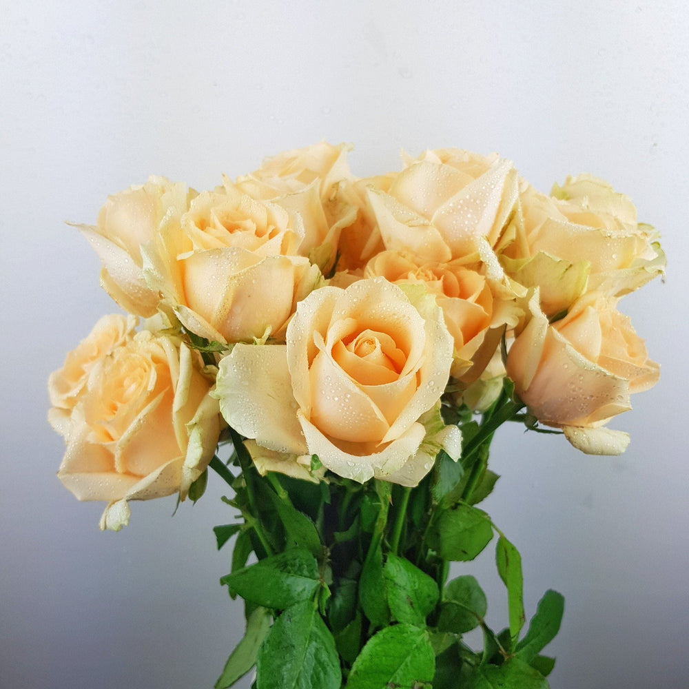 FCMVD11 - Rose Champagne, Rose Pink, Eustoma & Baby's Breath