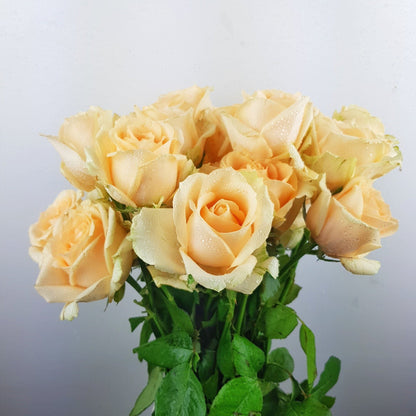 FCMVD11 - Rose Champagne, Rose Pink, Eustoma & Baby's Breath