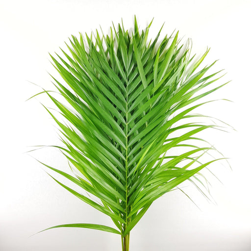 Yellow Palm Leaf 60cm (Imported)