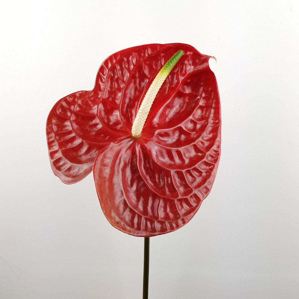 Anthurium (Imported) - Red