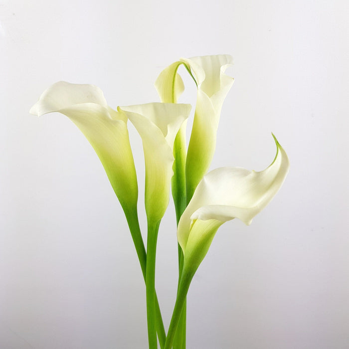 Calla Lily Crystal (Imported) - White