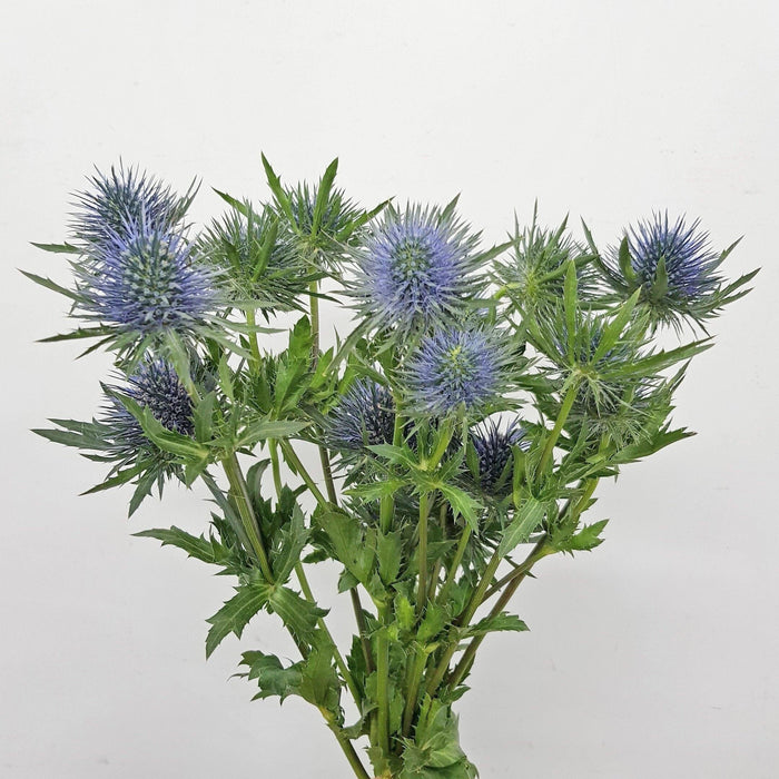 [Full Bloom] Eryngium (Imported) - Purple Blue
