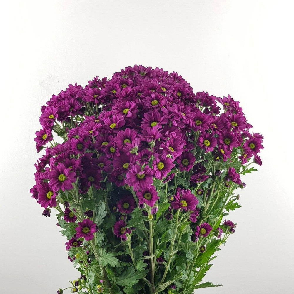[Full Bloom] Mini Santini (Local) - Purple