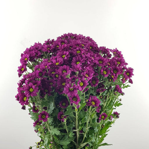 [Full Bloom] Mini Santini (Local) - Purple