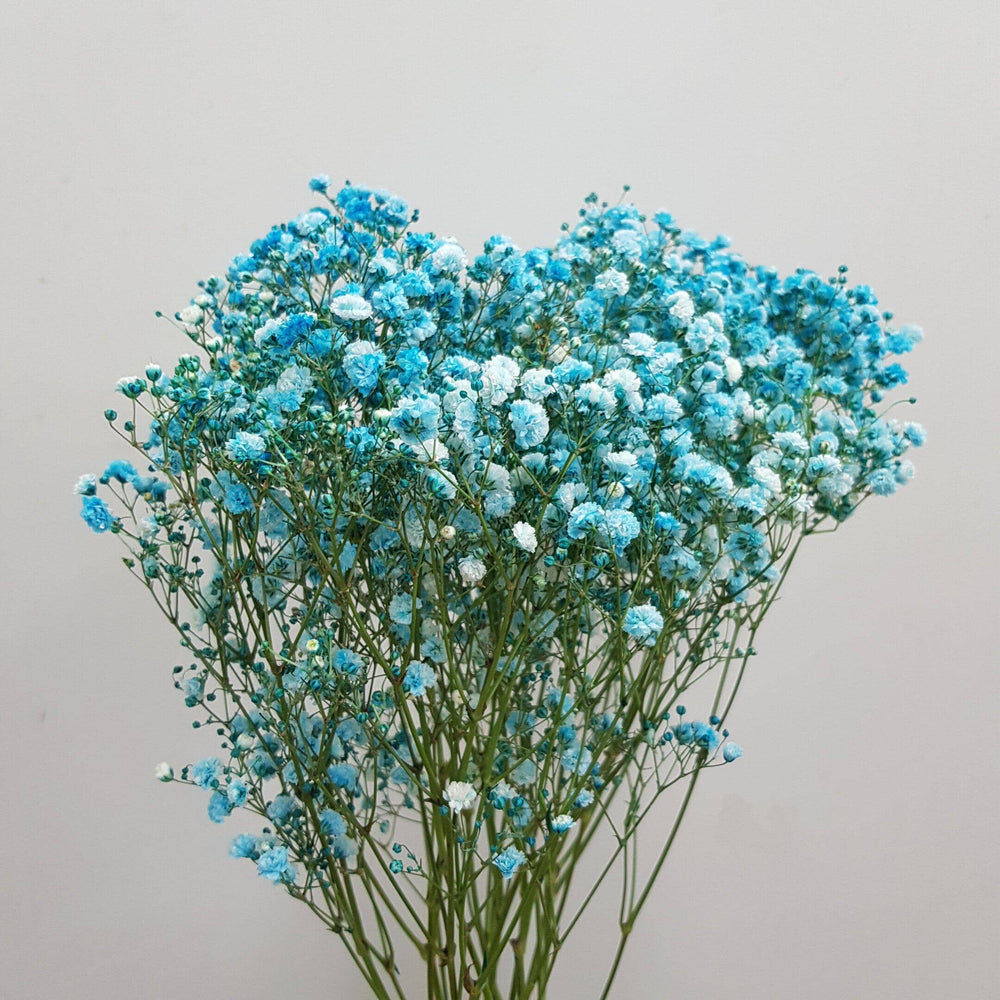 Dried Baby's Breath - Turquoise Blue