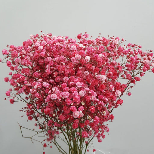 Dried Baby's Breath - Red