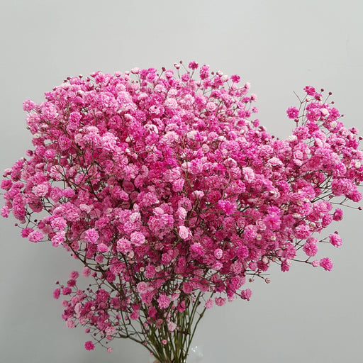 Gypsophila Baby's Breath (Imported) - Hot Pink [20 Stems]