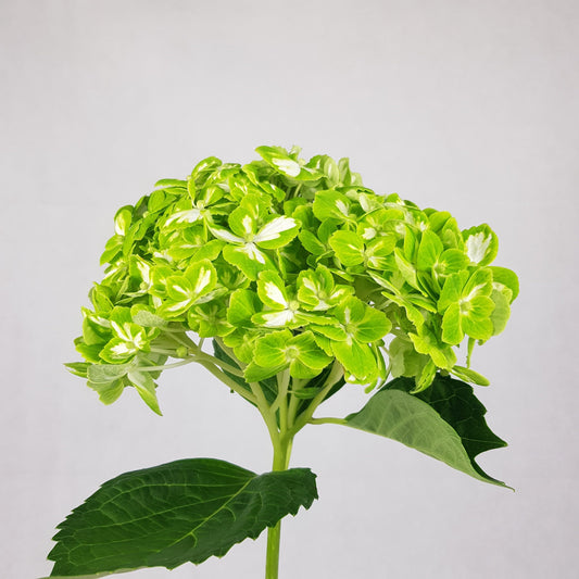 Hydrangea  - Matcha