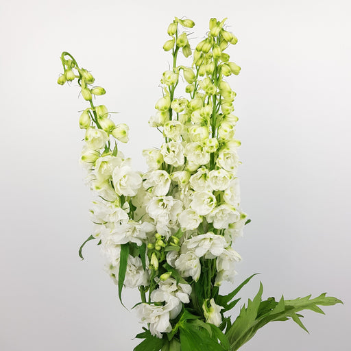 Delphinium Belladonna (Imported) - White