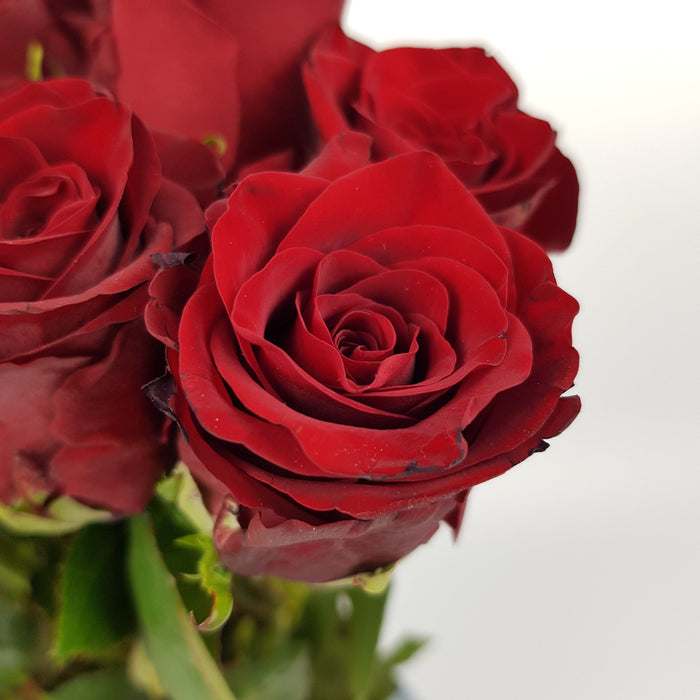 Rose Explorer 50cm (Imported) - Red [10 Stems]