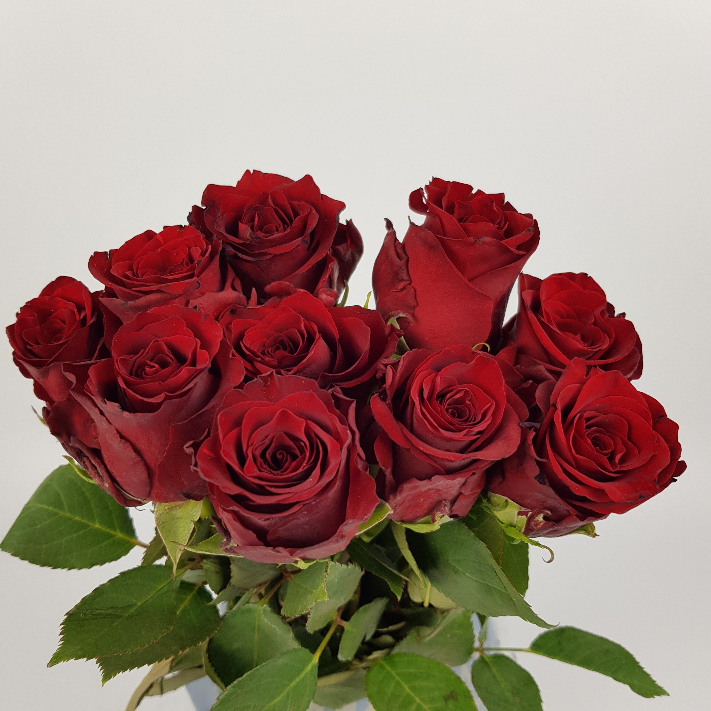 Rose Explorer 50cm - Red [10 Stems] – Floristika.com.my