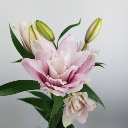 Lily Oriental Double Roselily (Imported) - 2 Tone Pink White