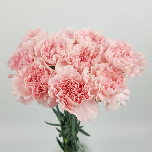 Carnation (Imported) - Light Pink