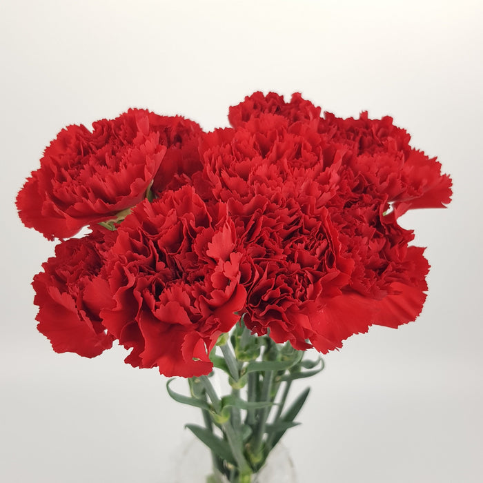 Carnation (Imported) - Red
