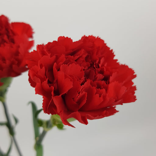 Carnation (Imported) - Red