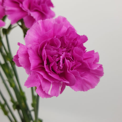 Carnation (Imported) - Bright Purple