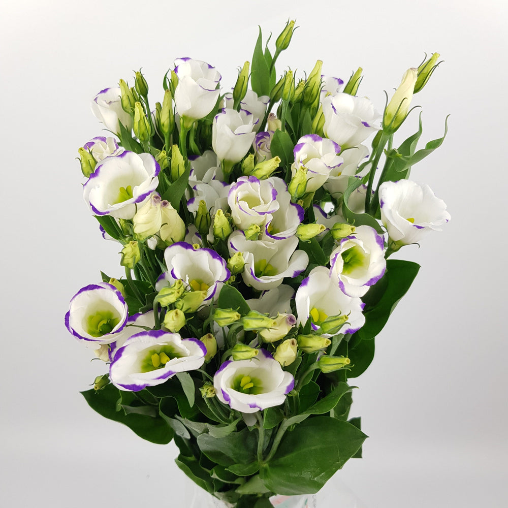 Eustoma - 2 Tone White Purple (500g)