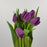 Tulip (Imported) - Purple