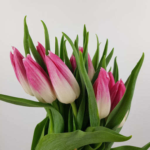 Tulip (Imported) - 2 Tone Pink White