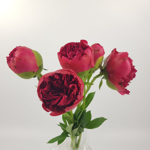 Peony Command Performance (Imported) - Cherry Pink