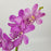 Orchid (Imported) - Purple Dotted [10 Stems]