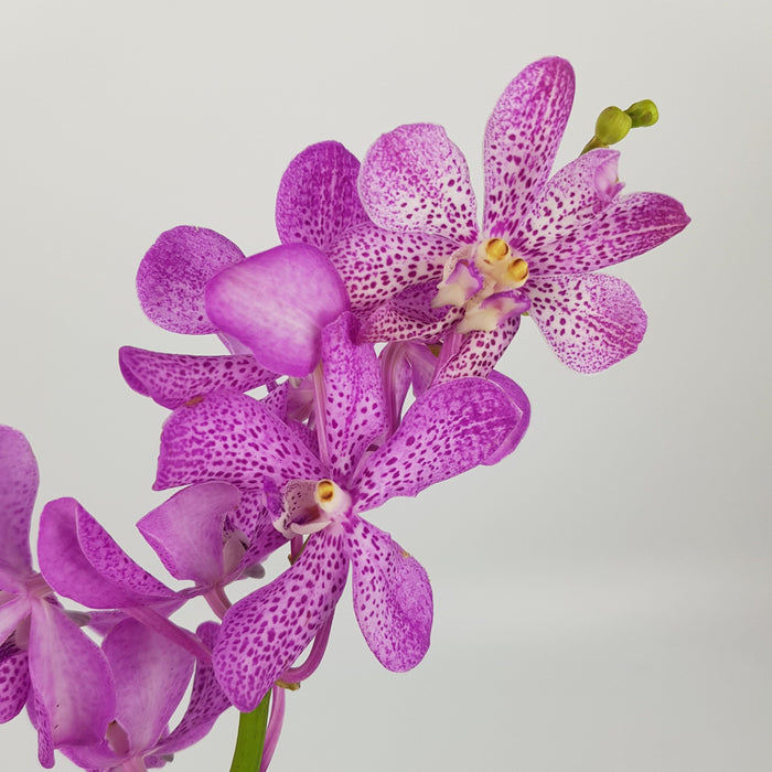 Orchid (Imported) - Purple Dotted [10 Stems]
