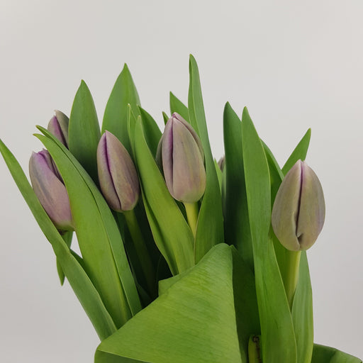 Tulip (Imported) - Lavender