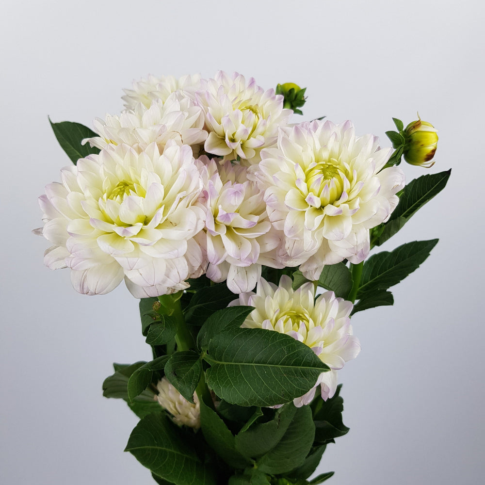 Fresh Cut Flowers — Dahlia