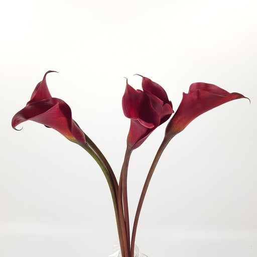 Calla Lily (Imported) - Maroon