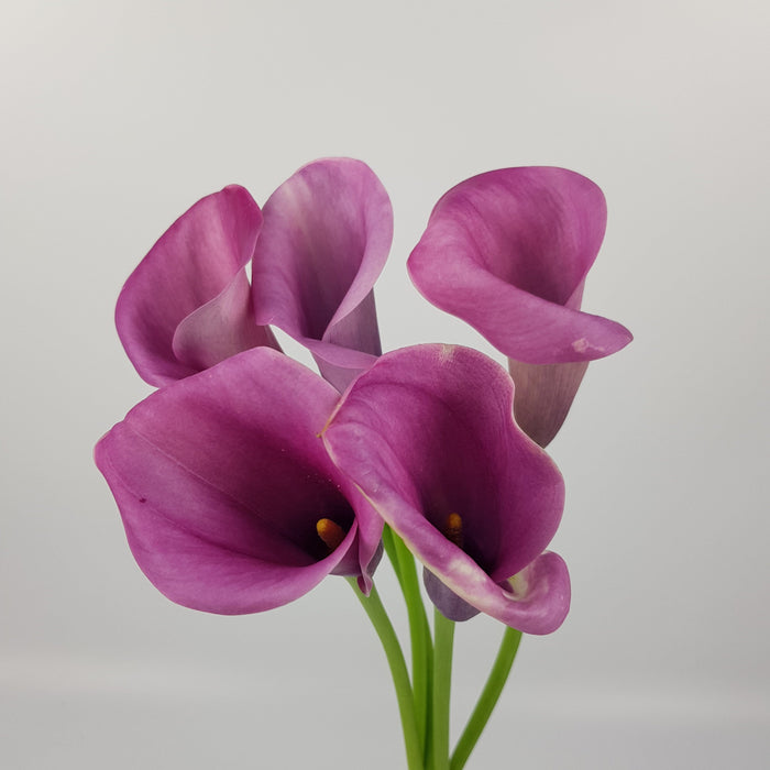 Calla Lily (Imported) - Purple