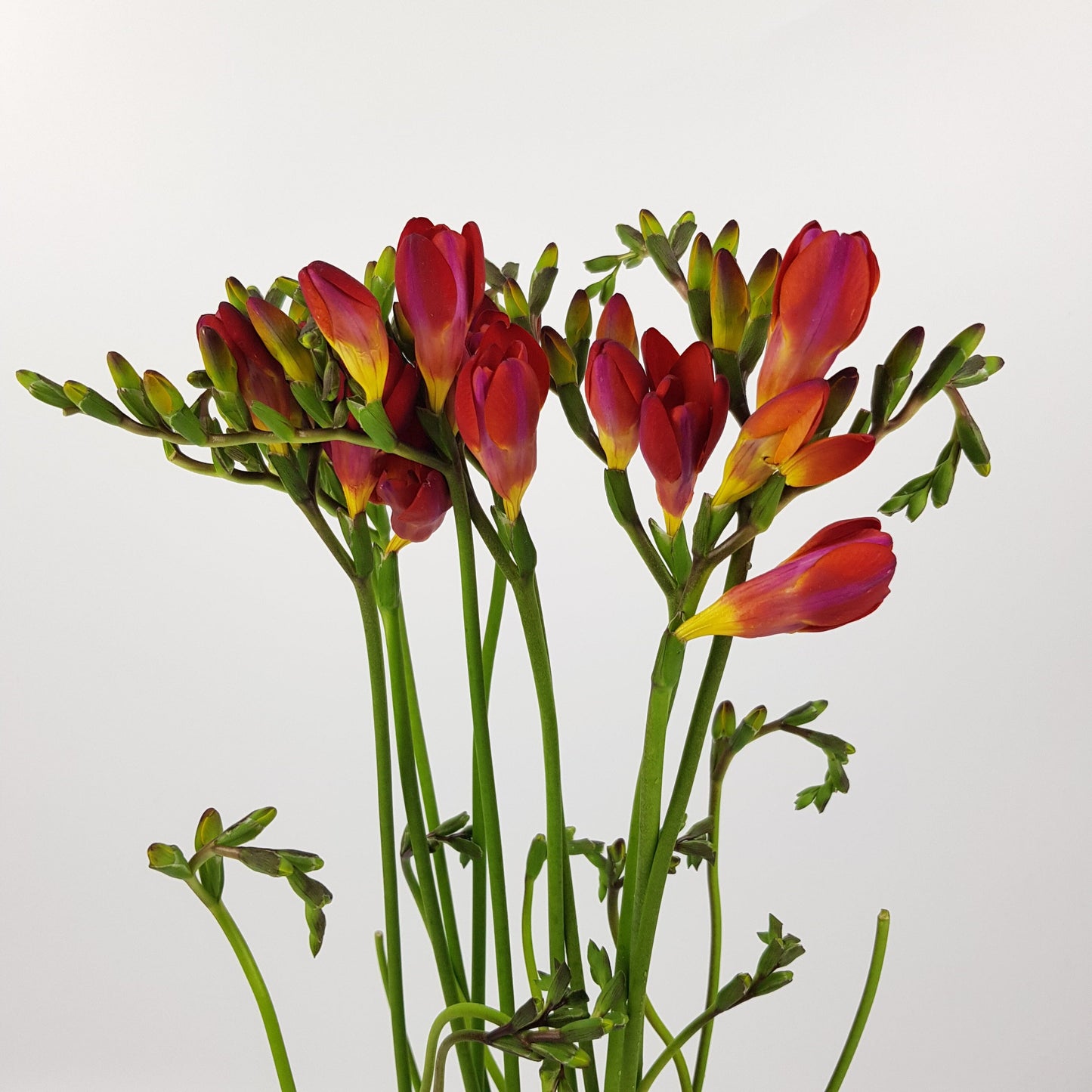 Freesia - Red Orange